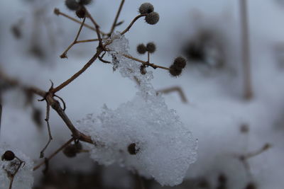 Close-up of frozen tree during winter