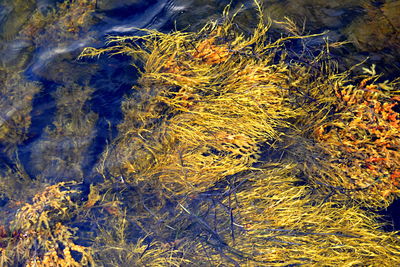 High angle view of plants by sea