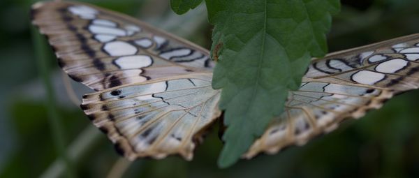 Close-up of butterfly perching on leaf