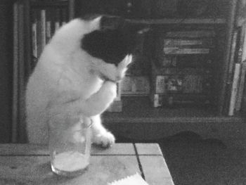 Cat looking away