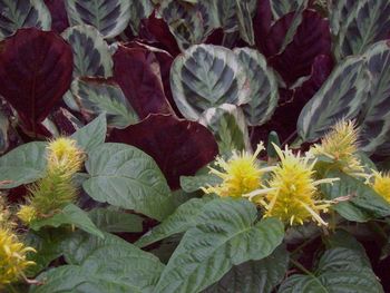 Close-up of plants