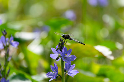 Close-up of insect on purple flower