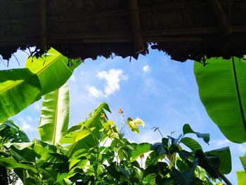 Low angle view of tree leaves against sky