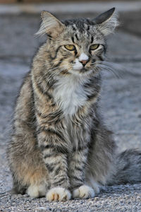 Close-up portrait of cat sitting outdoors