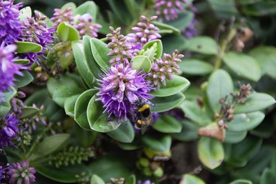 Close-up of purple flowering plant