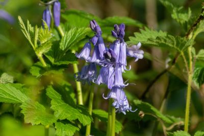 Close-up of purple flowering plant