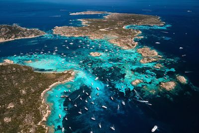 High angle view of coral in sea