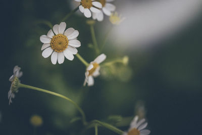 Close-up of white flowering plant