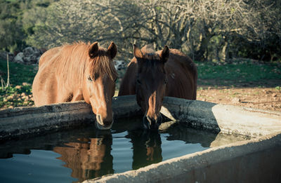 Horses drinking water