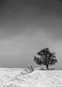 Hawthorn tree on snow covered field against sky