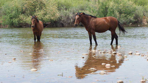 Horse standing in a lake