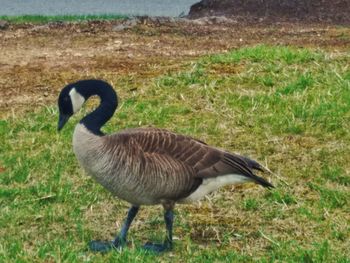 High angle view of bird on field