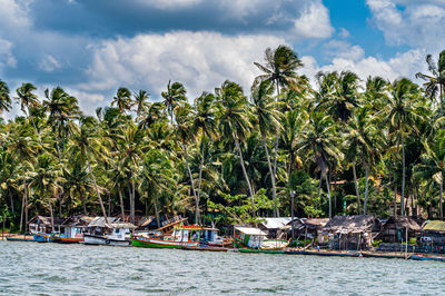 Scenic view of palm trees by sea against sky