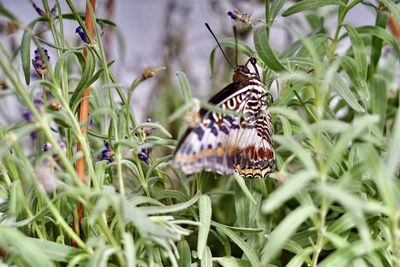 Butterfly on flower