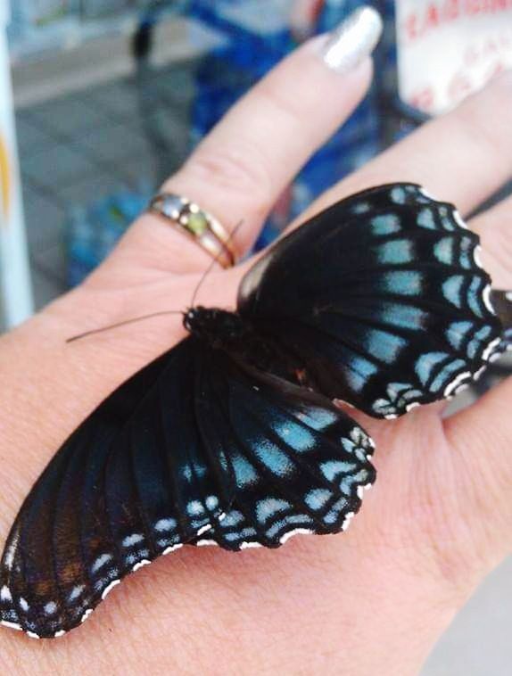 hand, butterfly, moths and butterflies, animal themes, animal, insect, one person, animal wildlife, animal wing, one animal, close-up, wildlife, focus on foreground, finger, women, jewelry, adult, holding, beauty in nature, animal markings, day, animal body part