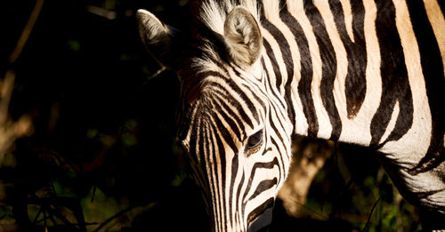 Close-up of a zebra