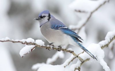 Nature beauty blue bird snow landscape