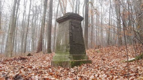 Trees in forest during autumn