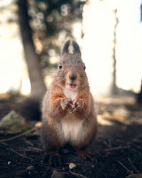 Portrait of squirrel