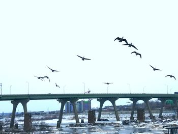 Seagulls flying over river in city against clear sky