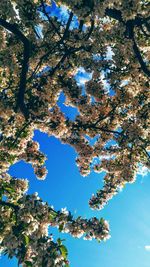 Low angle view of tree against blue sky