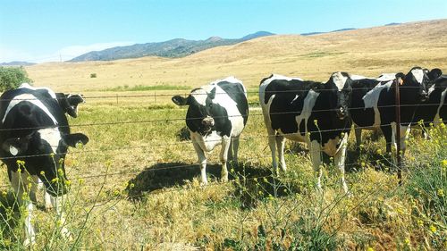 Cows standing at field on sunny day