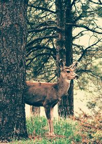 Deer by tree in forest