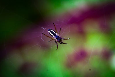 Close-up of insect