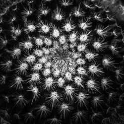 Full frame shot of succulent plant