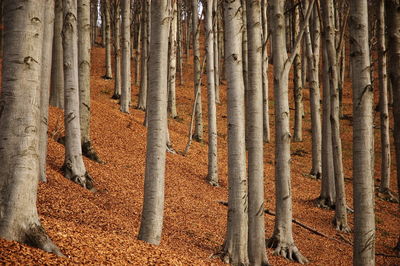 Trees in forest