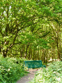 Walkway amidst trees in forest