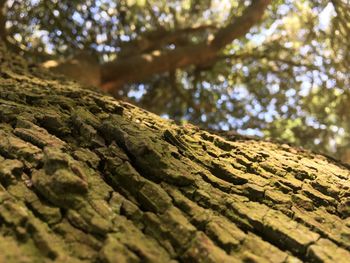 Low angle view of lichen on tree trunk