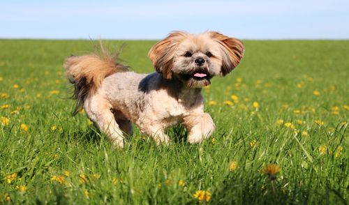 Portrait of dog on field