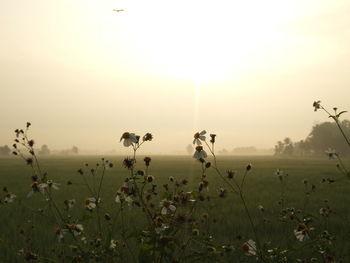 Plants growing on field against sky during sunset