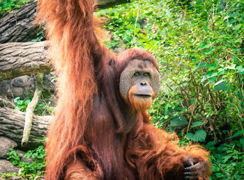 Monkey looking away in forest