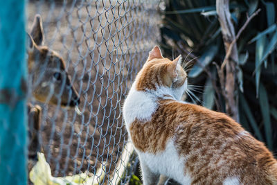 Close-up of a cat in zoo