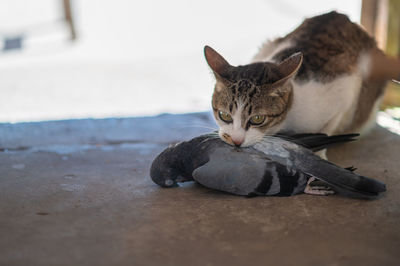 Portrait of a cat resting