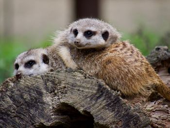 Close-up portrait of meerkats