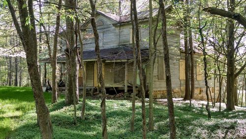 Abandoned house amidst trees on field in forest