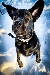 Portrait of dog in snow