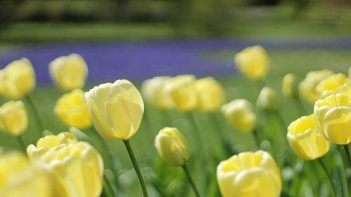 Yellow tulips blooming in park