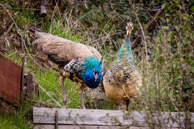 High angle view of peacock