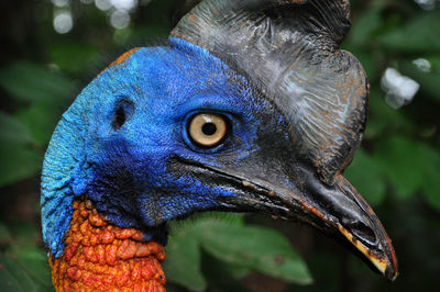 Close-up side view of cassowary in forest