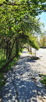 Empty road along trees in park