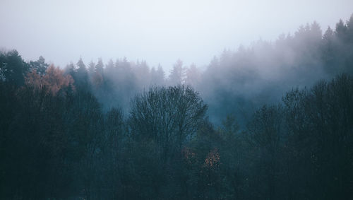 Trees in forest under foggy weather
