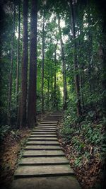 Walkway amidst trees in forest