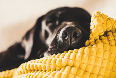 Close-up of dog lying on yellow blanket