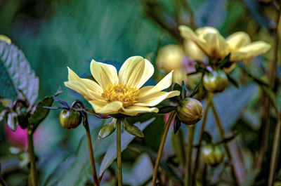 Close-up of yellow flowering plant