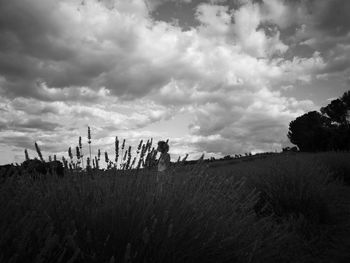 Plants on field against sky