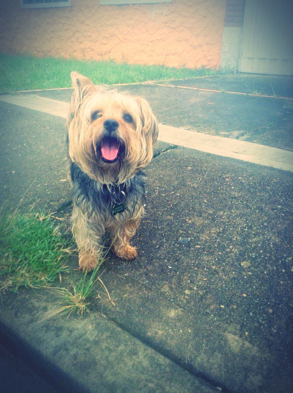 one animal, animal themes, pets, domestic animals, mammal, dog, portrait, looking at camera, street, sitting, animal head, close-up, high angle view, road, day, no people, full length, outdoors, front view